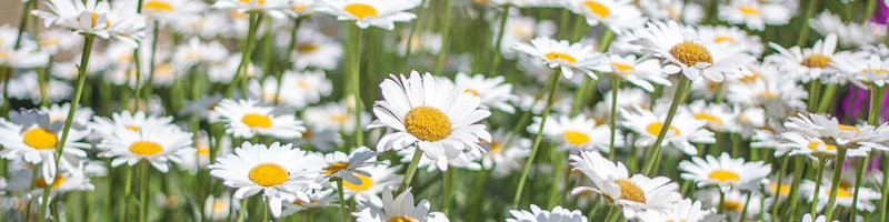 Daisies, Daisy, Shata Daisy, Shasta Daisies, April Birth Flower, Birth Flowers, Birth Month Flowers, Birth Flower, Month Birth Flower